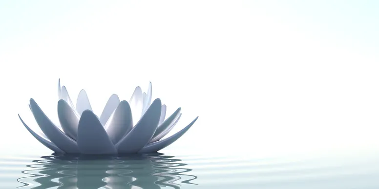 A light blue floating lotus flower